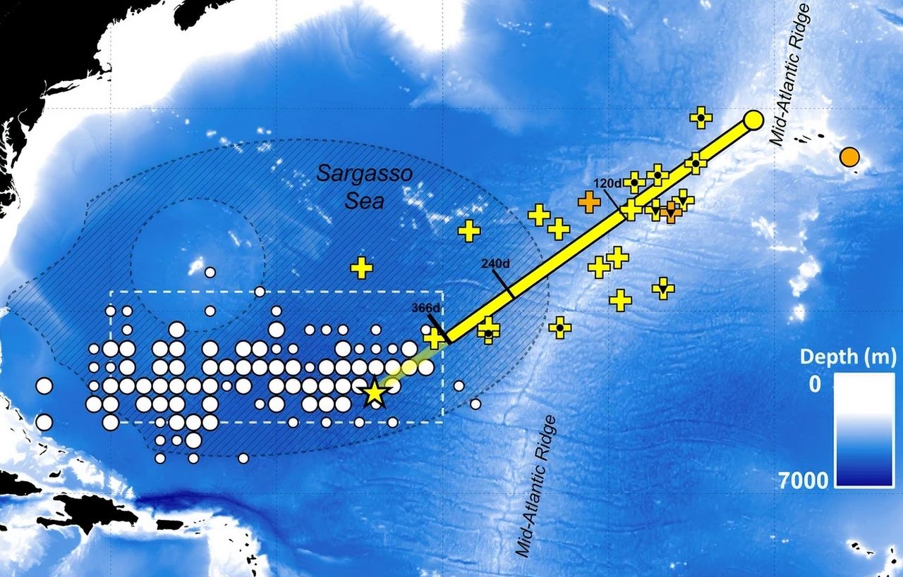 A map shows the first direct evidence of adult European eels migrating to their breeding place in the Sargasso Sea.