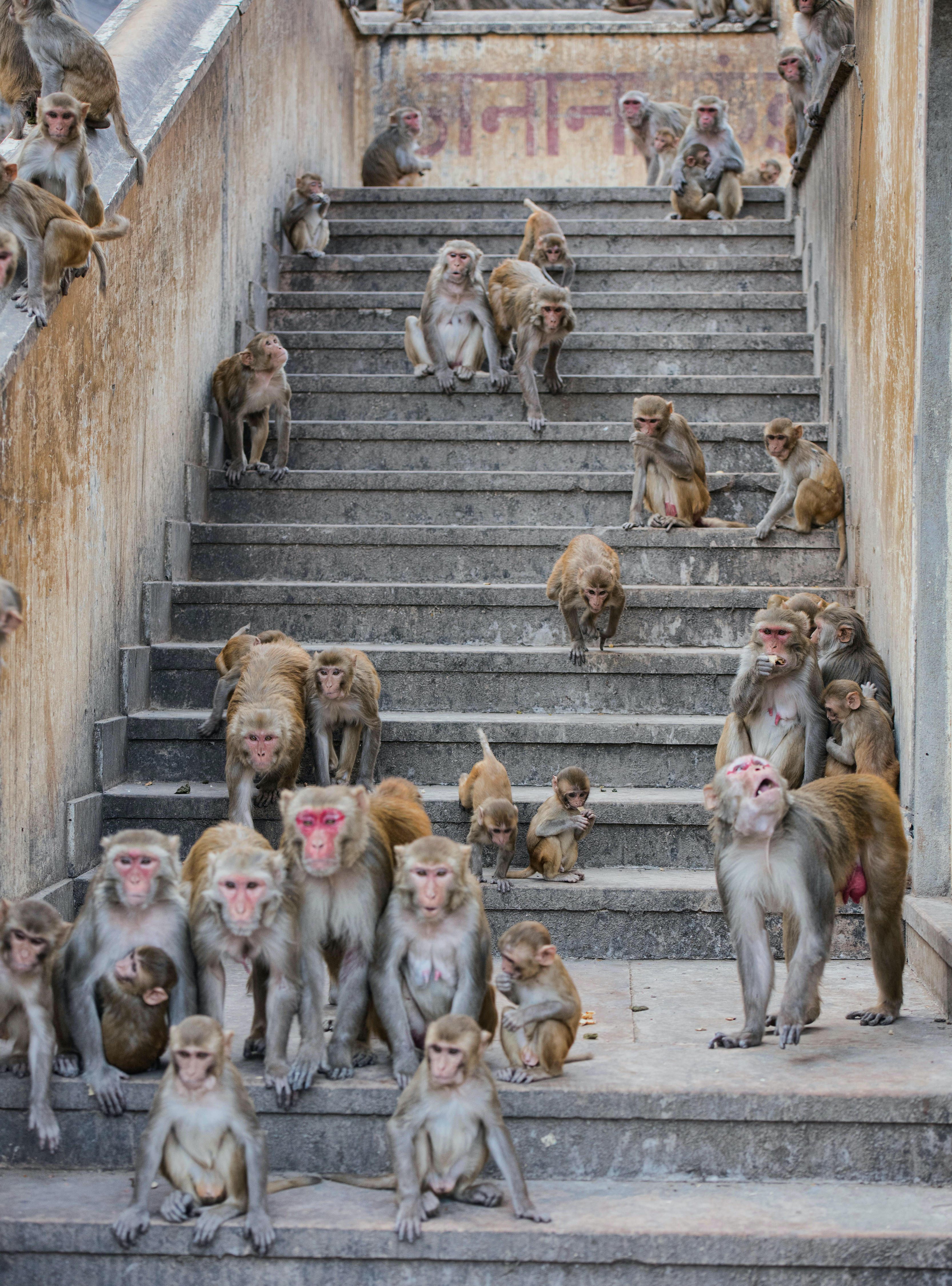 indian macaque