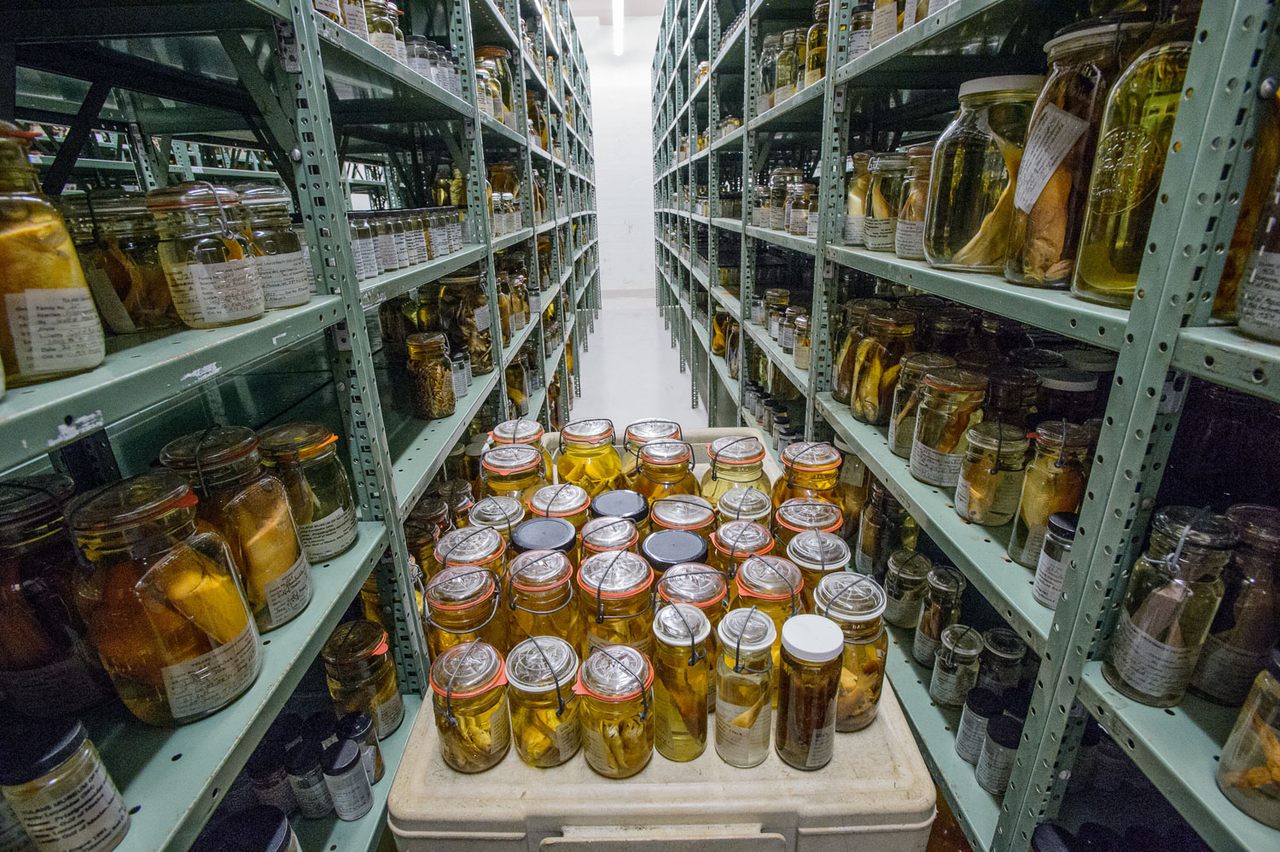 A glimpse inside the largest collection of preserved fish in the world. 