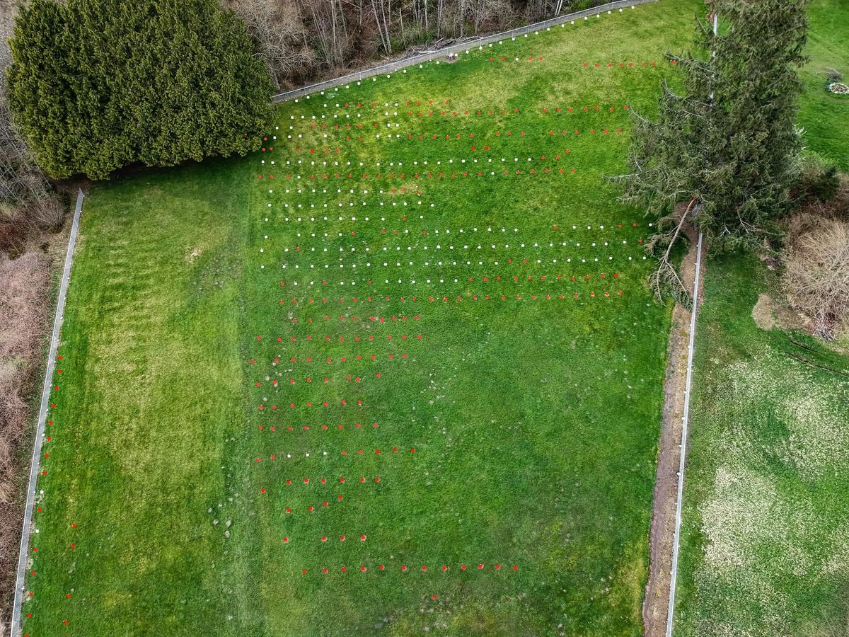 This aerial shot of the cemetery shows all the grave markers Horne has uncovered as of 2022. White dots are visible markers. Red dots are markers that have been located but are buried. 