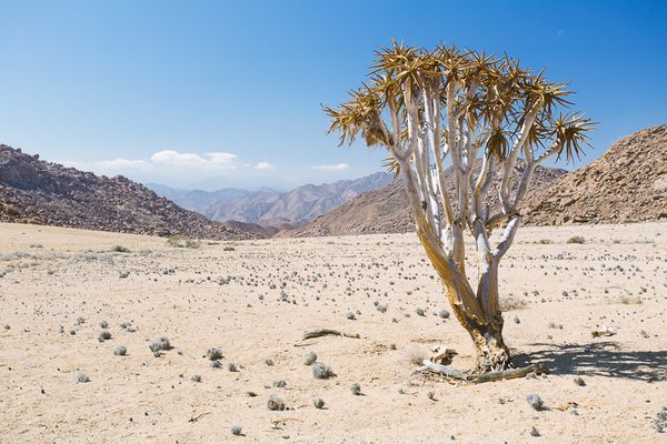 A lone Quiver tree.