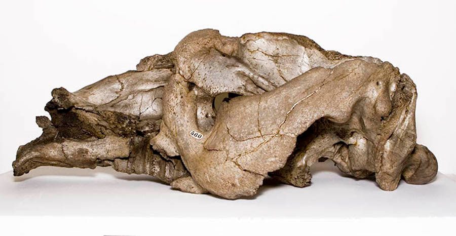 The <em>Toxodon</em> skull is the first to go online.