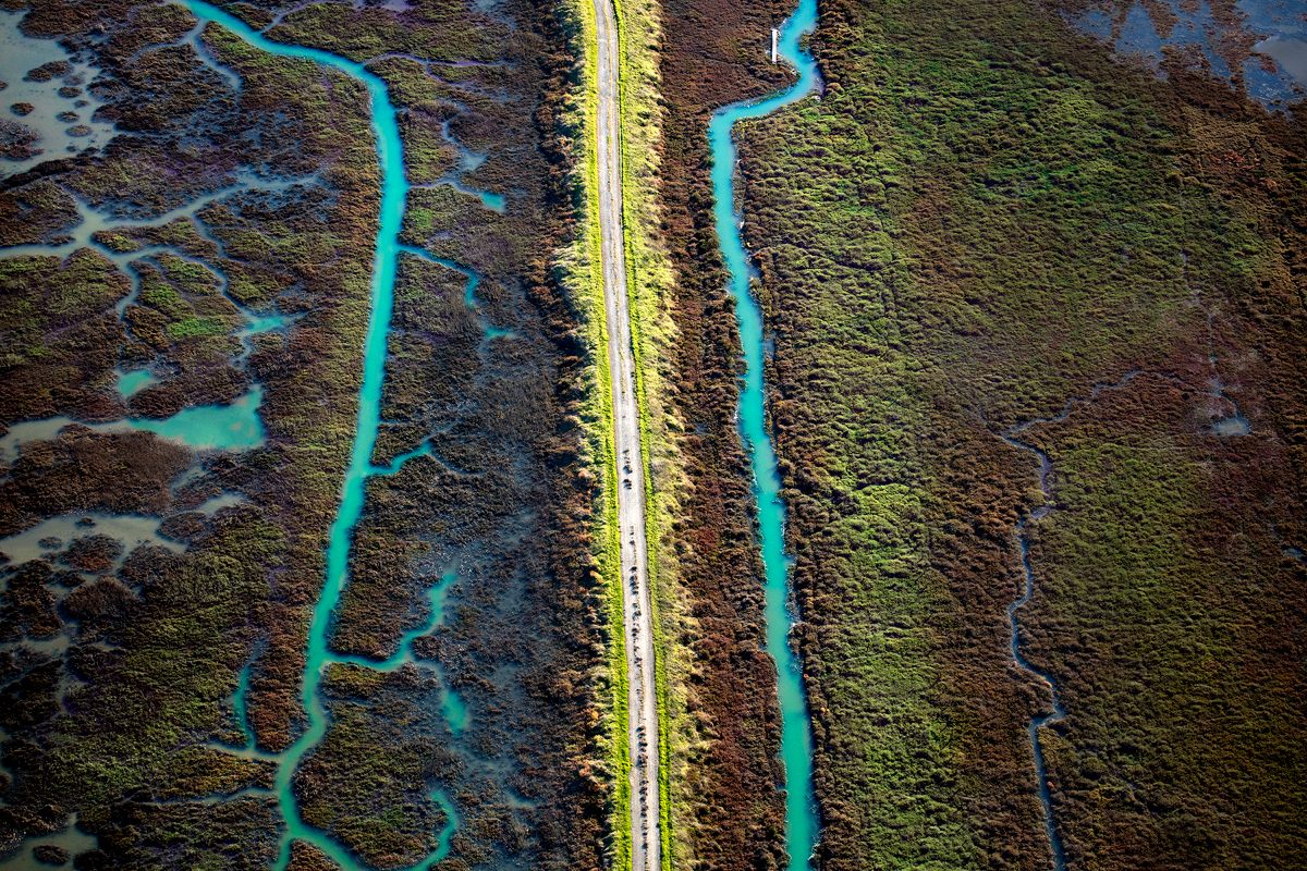 Two creeks run parallel to a levee through restored South Bay wetlands.
