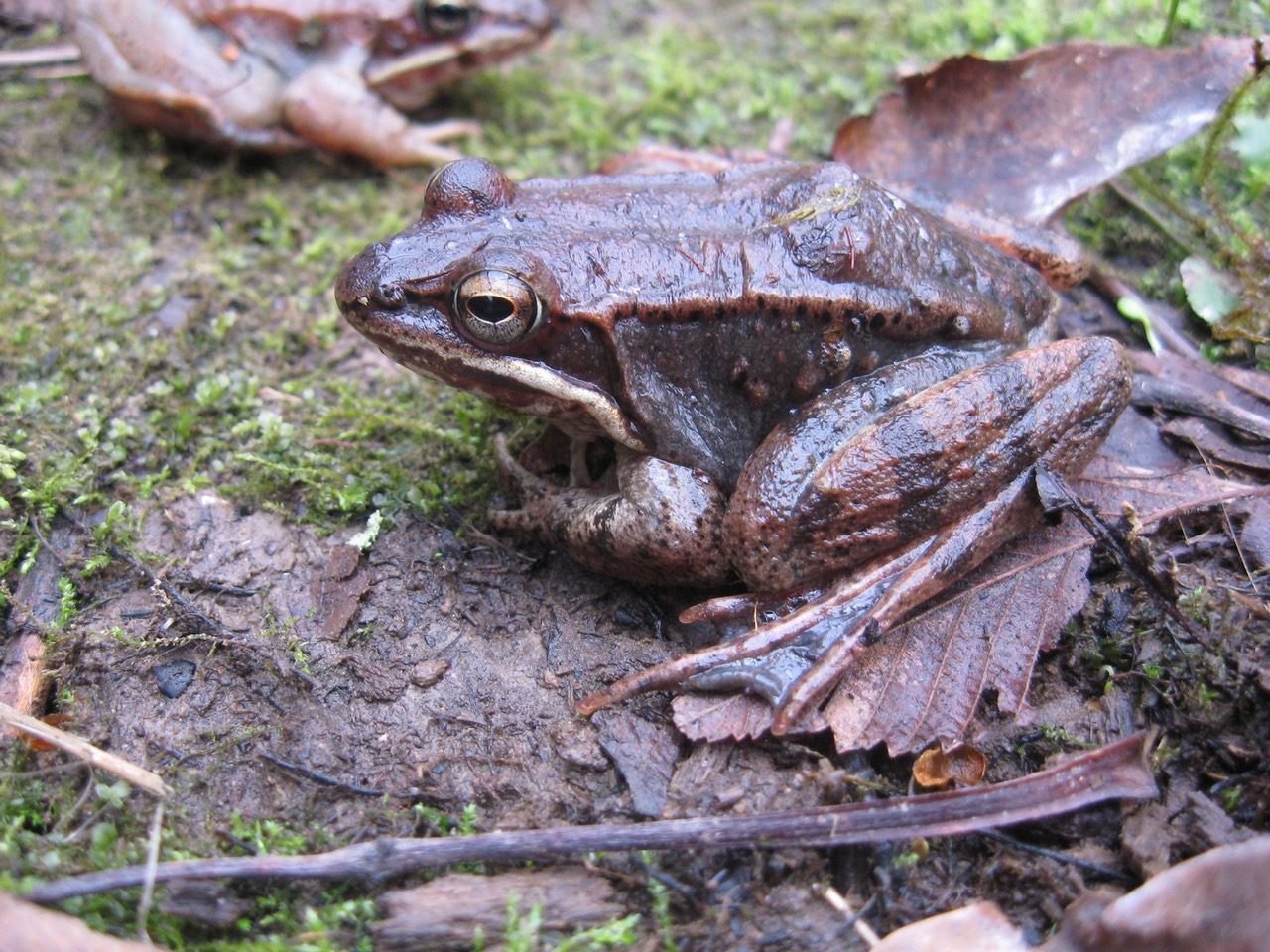 The wide-ranging wood frog—here, unfrozen—can survive below-zero temperatures. 