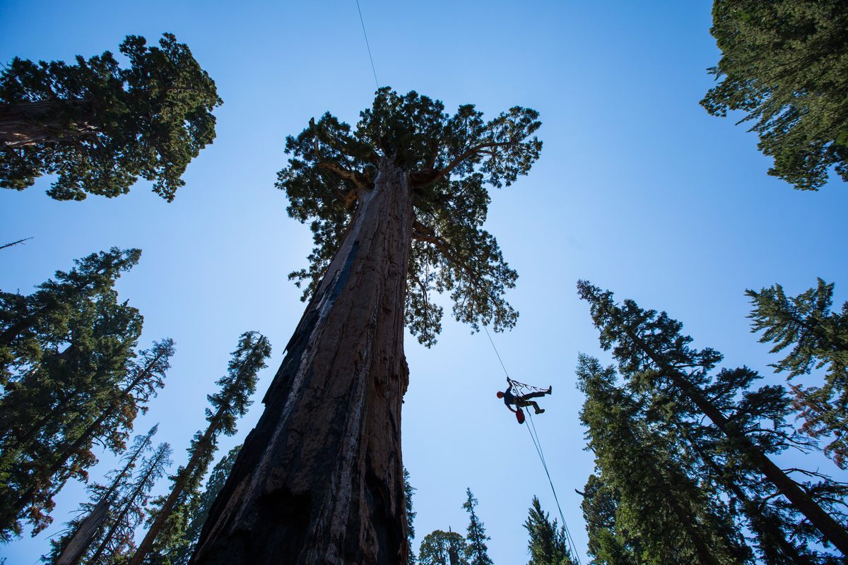 Photographer Lincoln Else ascends a fixed climbing rope to film scientists working within the giant sequoia trees.