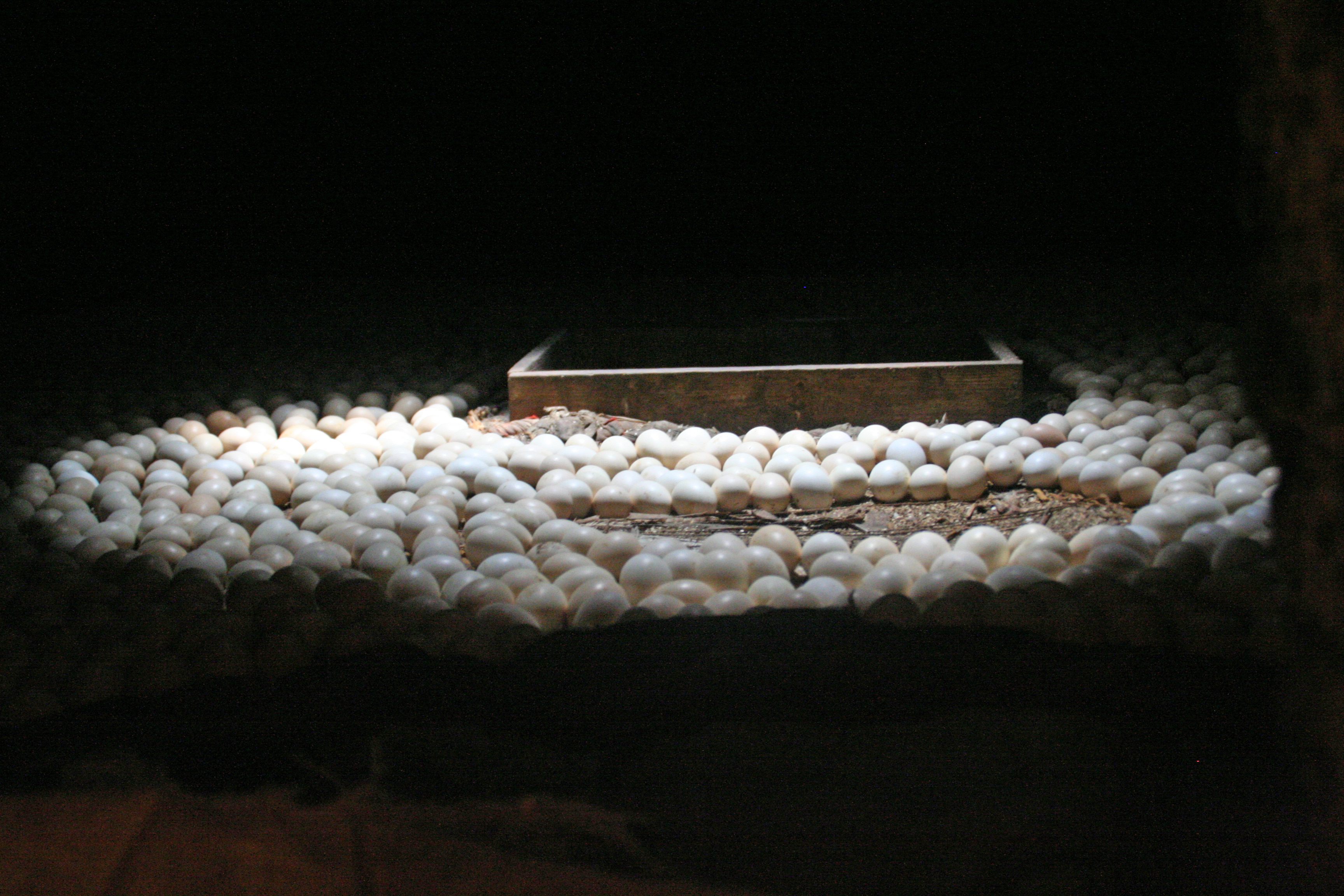 Egg incubators free up hens from having to warm their eggs.