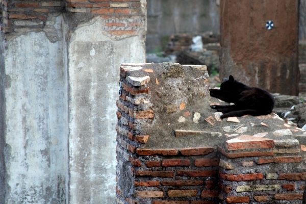 猫躺在古老的建筑