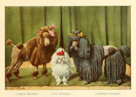 Poodles. Illustration from the 1919 "The book of dogs; an intimate study of mankind's best friend"