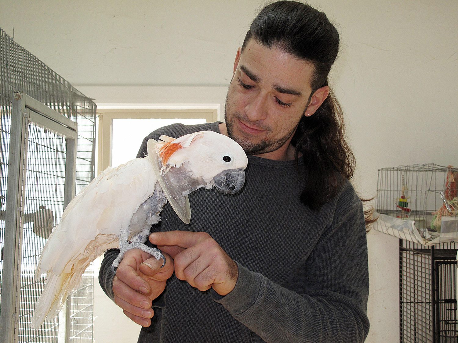 Christopher Zeoli holds a cockatoo.