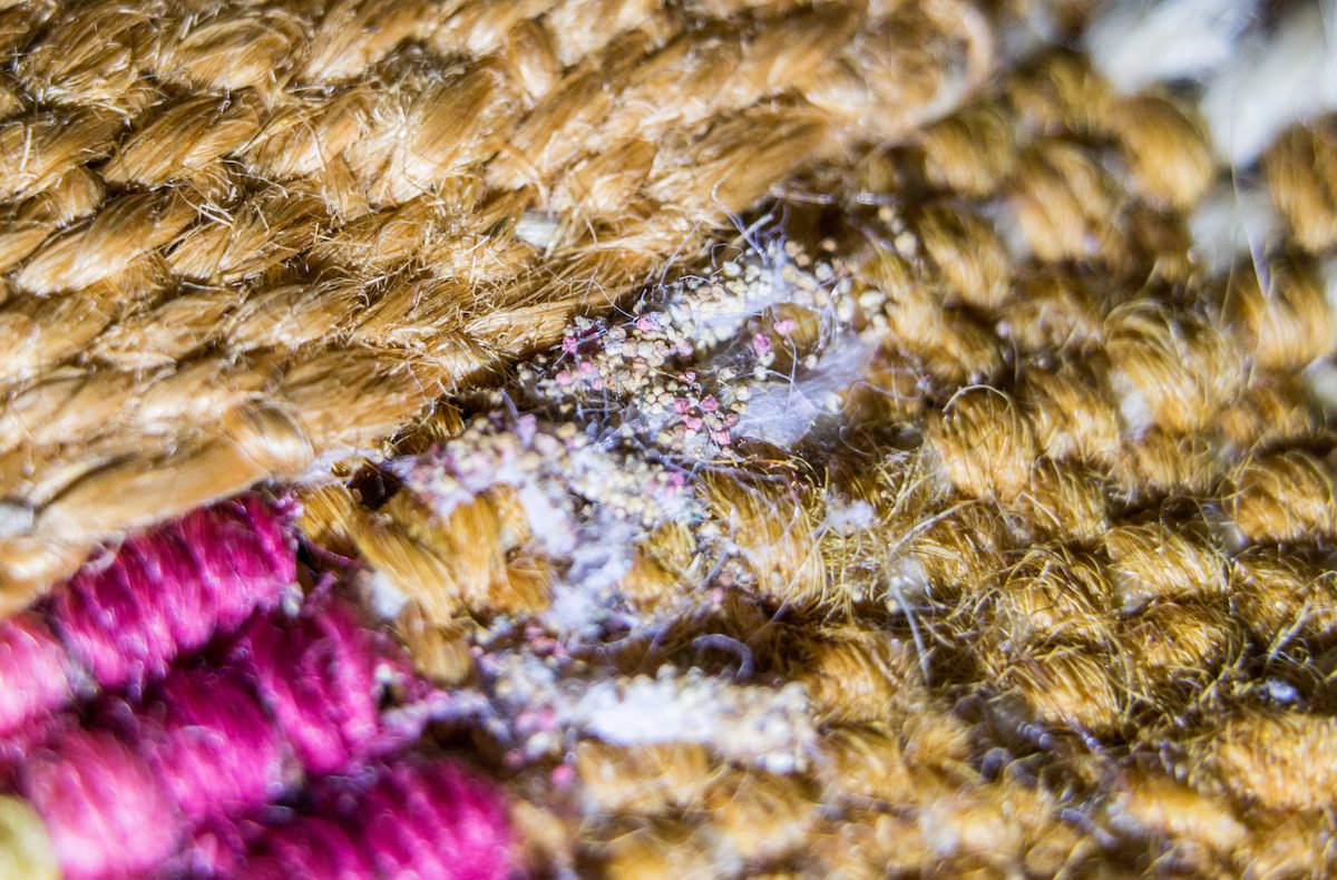The webs and frass, or excrement, of common clothes moths have already damaged carpeting in Blickling Hall's State Bedroom.