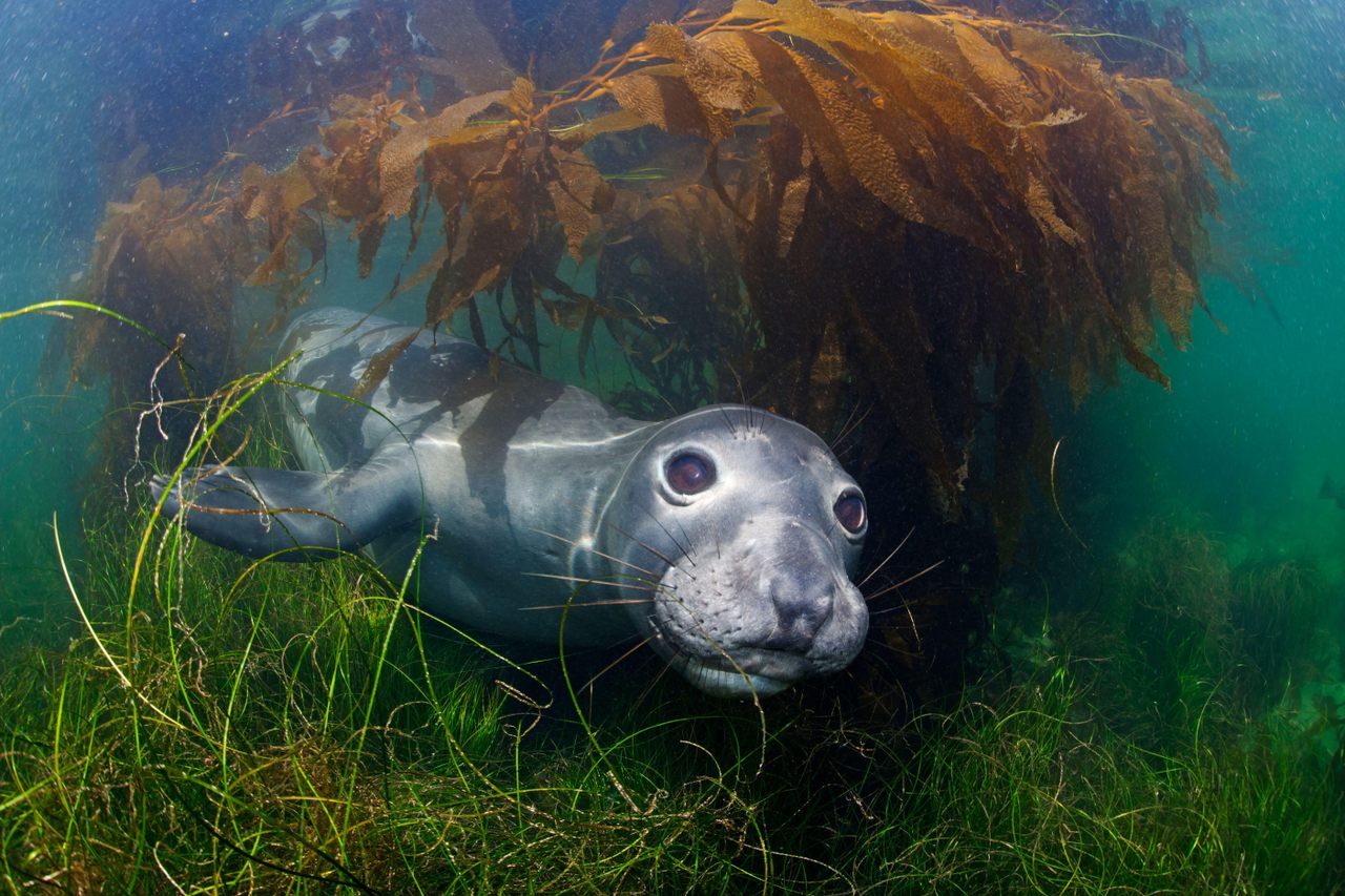 Northern elephant seals hunt nearly nonstop for more than half the year, with each seal making tens of thousands of dives in search of food.