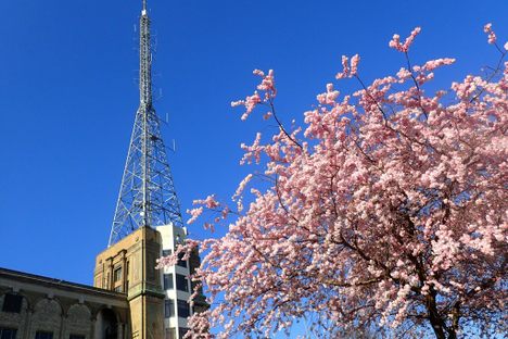 The transmitter mast with a cherry tree in the foreground.