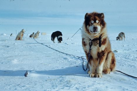 The Intrepid, Furry Explorers Who Mapped Antarctica