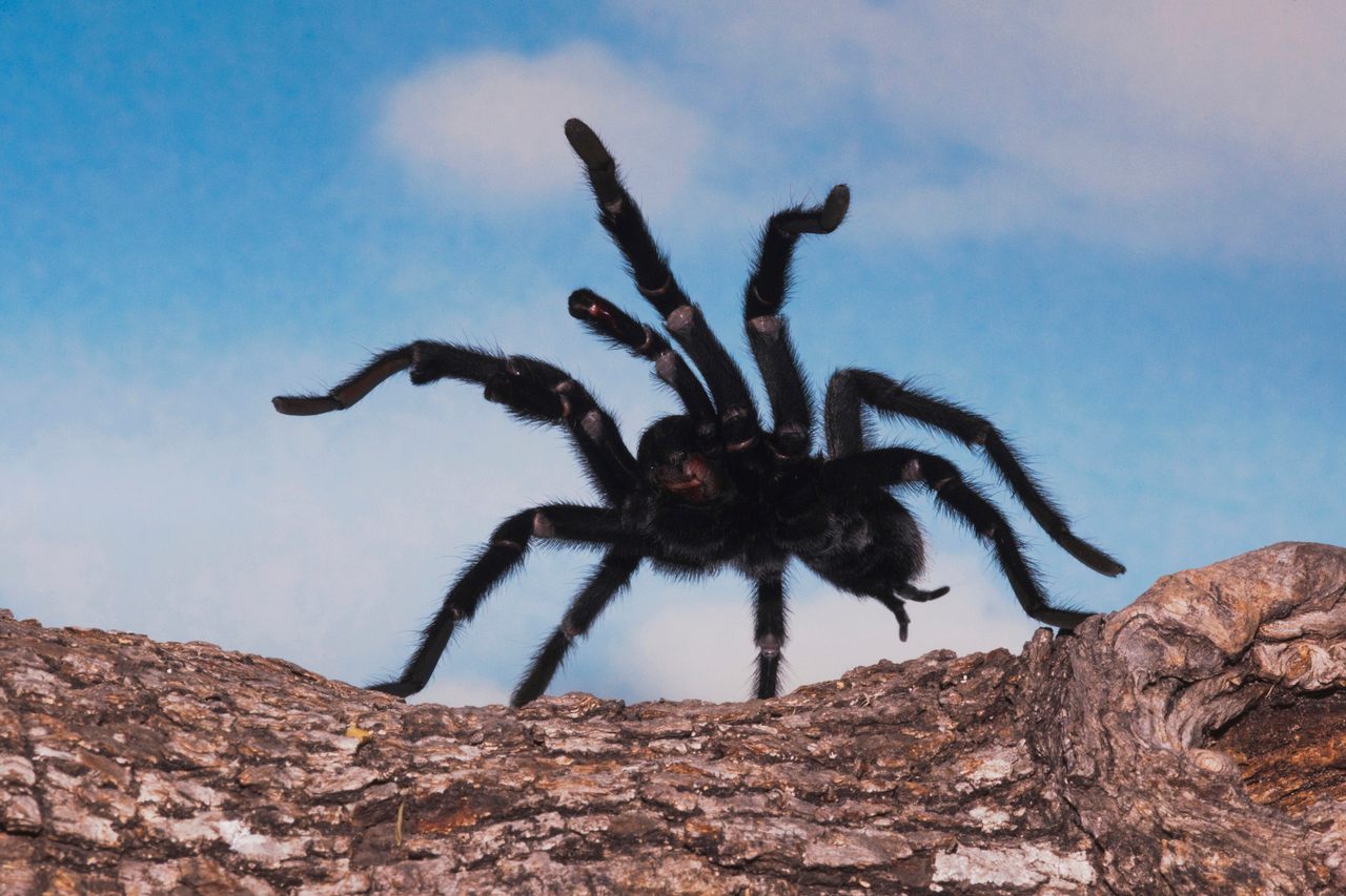 Each fall, amorous male tarantulas prowl the Colorado plains in search of mates, who may or may not kill them.