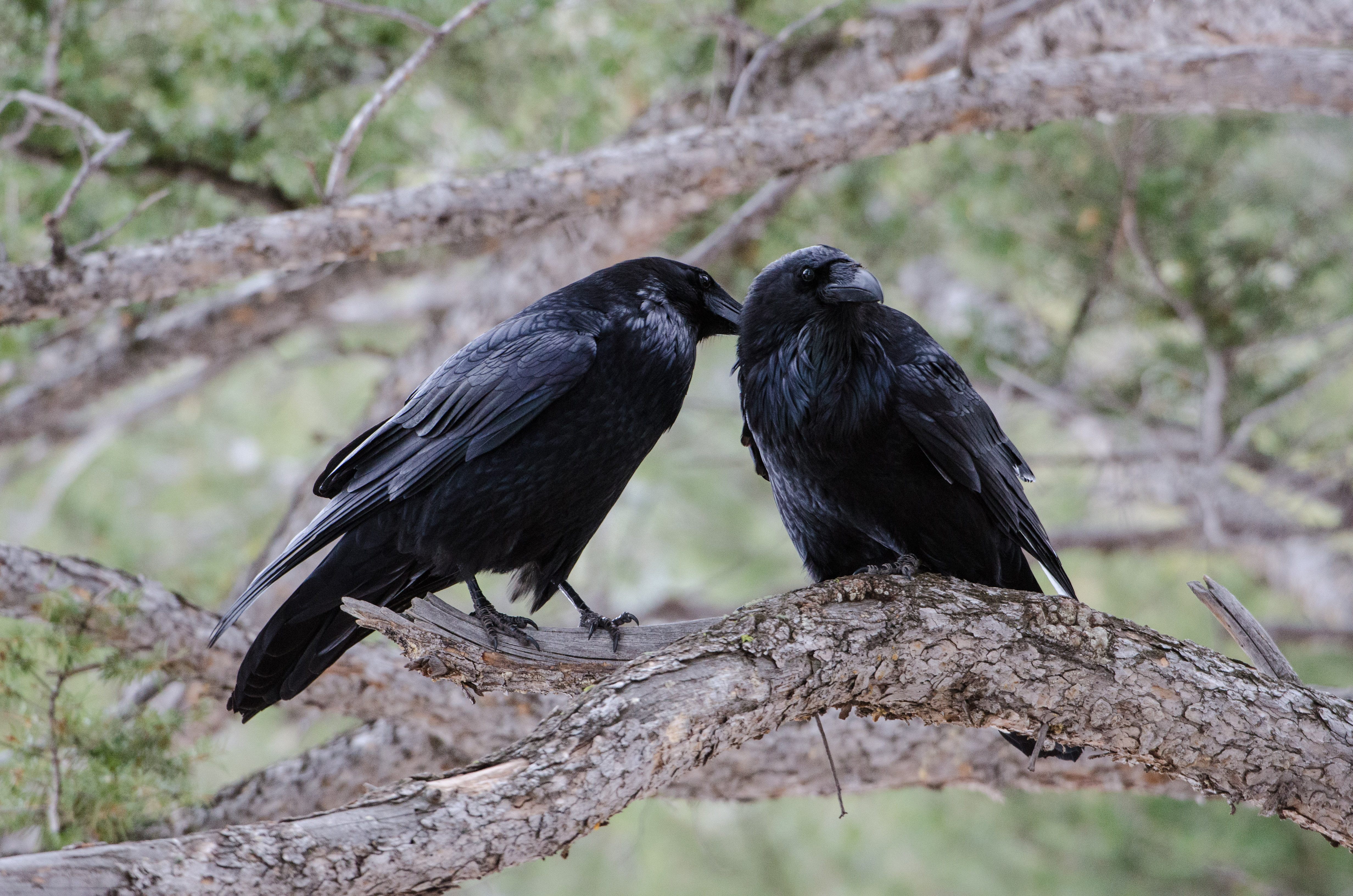 Two lineages of ravens appear to be hybridizing, but researchers aren't sure why.
