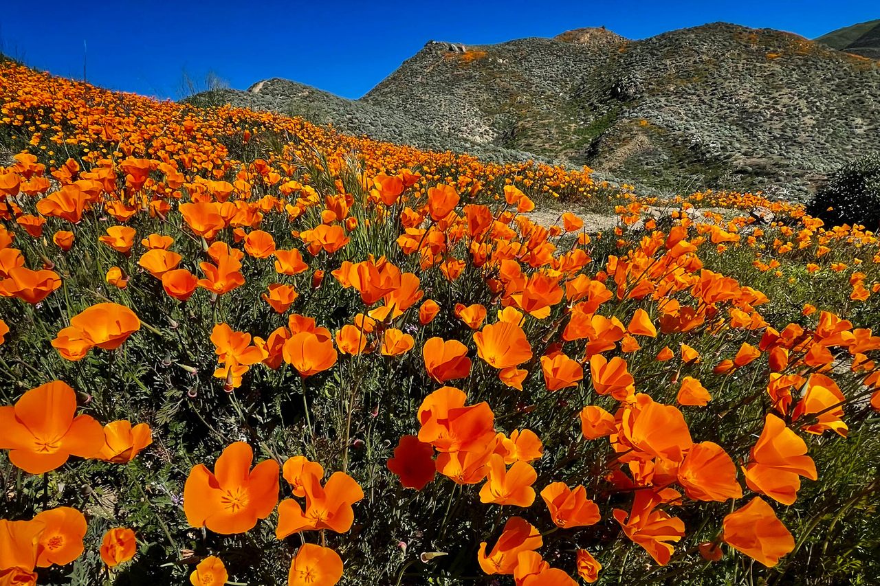 在洛杉矶市中心东南50英里处，一片加州罂粟花将沃克峡谷(Walker Canyon)涂成了充满活力的橙色。罂粟出现在几个土著传说中。在楚马什的一个故事中，一只会说话的蜥蜴这样描述这些花:“就好像太阳本身就在地面上。”