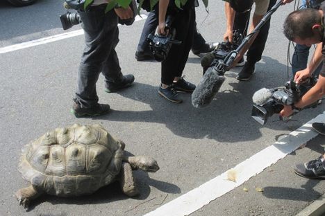 This Tortoise Escape Artist Has Been Brought Home Once Again