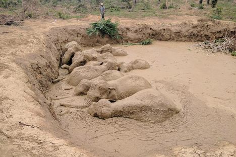 Humans Teamed Up to Rescue Elephants From a Large Hole