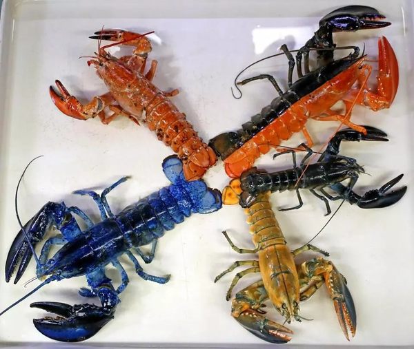 Of Rarest Of All Lobsters Caught Days Apart, 44% OFF
