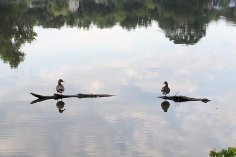 Another lake-based face-off, in Hutchinson, Minnesota.