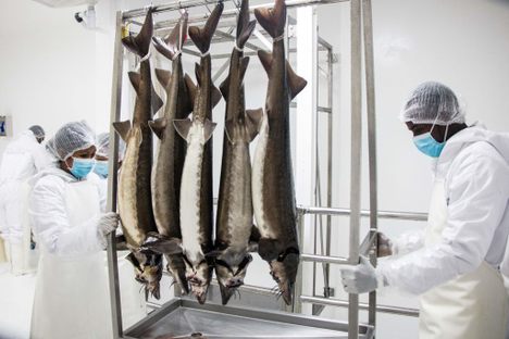 Rova workers preparing to harvest Malagasy caviar.