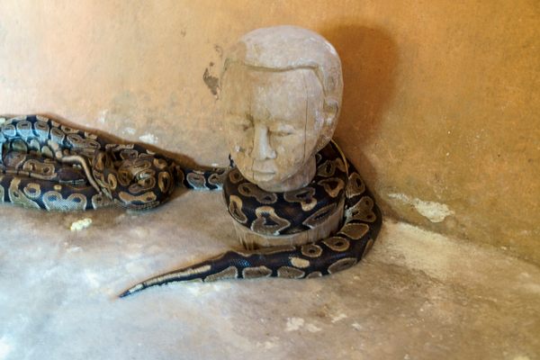 Pythons at the temple.