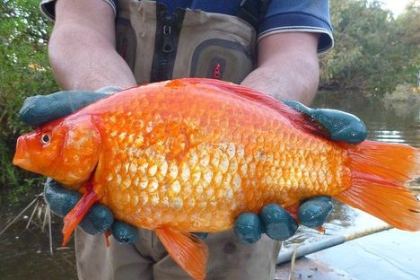 Found: Football-Sized Goldfish in an Australian River