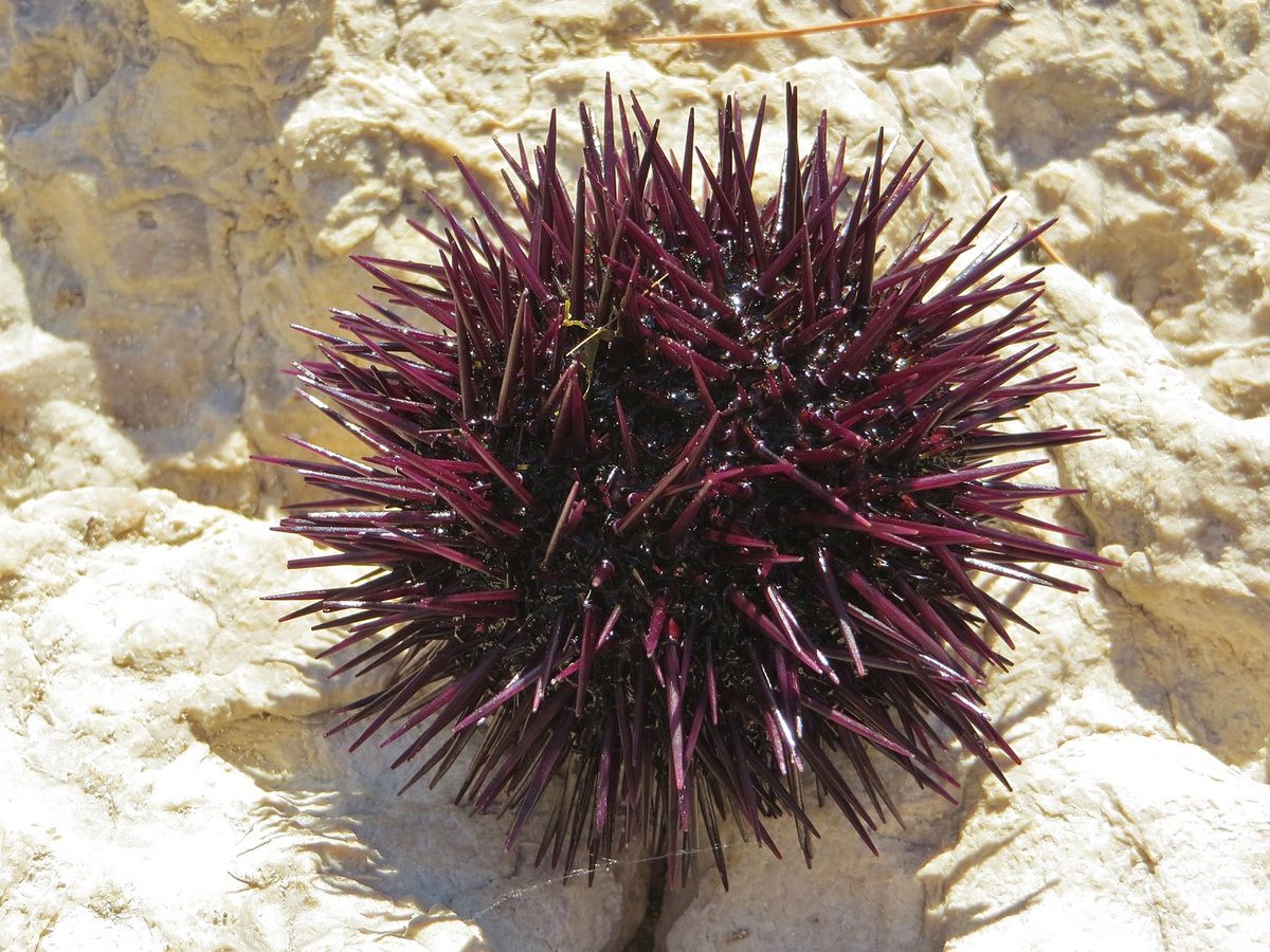 An adult <em>Paracentrotus lividus</em>, or purple sea urchin.