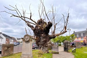Wych Elm of Beauly Priory in Highland, Scotland