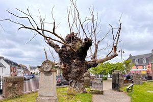 Wych Elm of Beauly Priory in Highland, Scotland