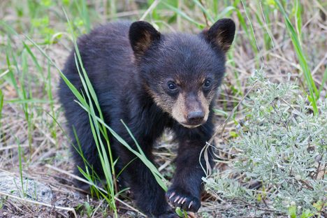 The Eternal Mystery of How This Bear Locked Itself Inside of a Car
