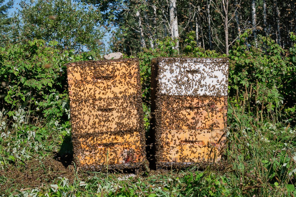 Proudly Canadian - Beekeepers Naturals - London Drugs Blog