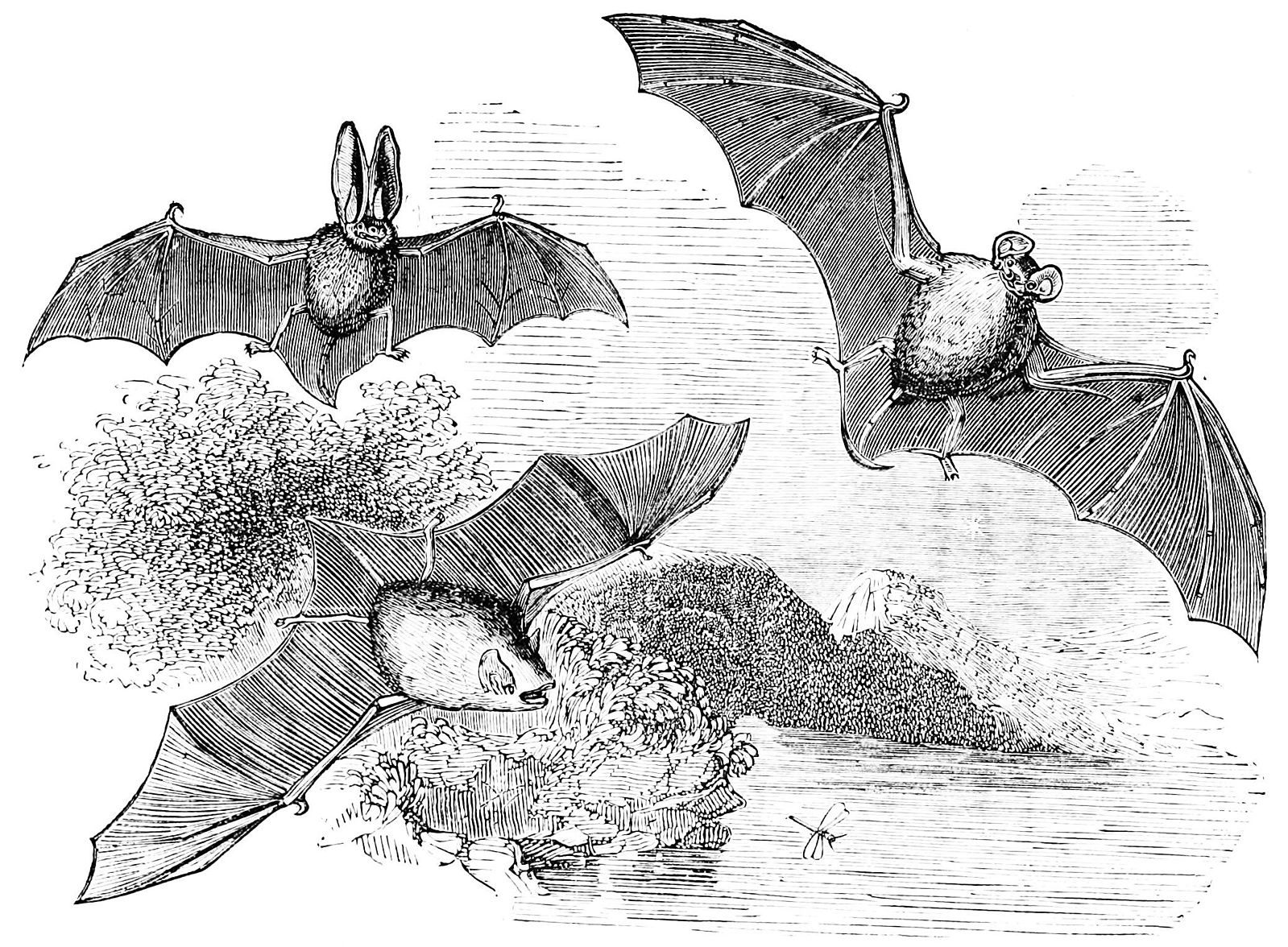 Bats chasing insects, drawn in 1876—long before we knew how they did it.