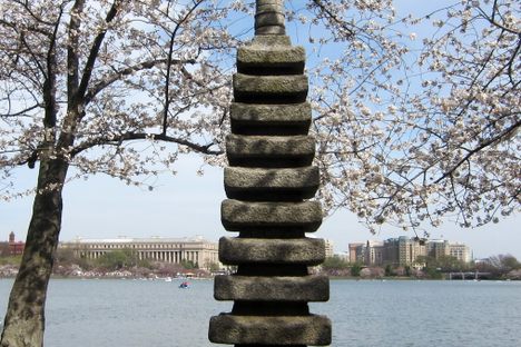The iconic cherry trees surrounding the pagoda were gifted by Japan in 1912. 