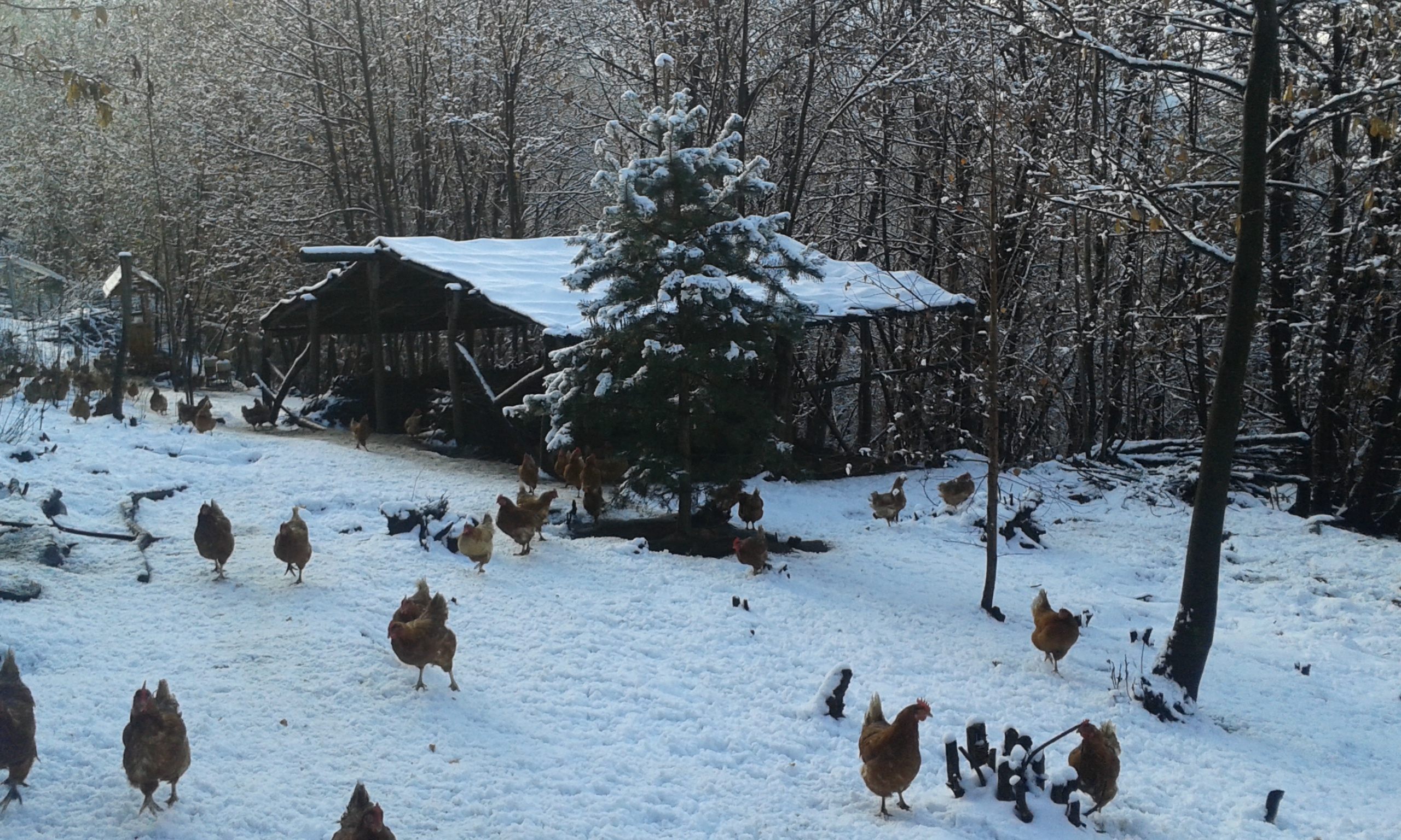 A gaggle of chickens roam across the woodsy farm.