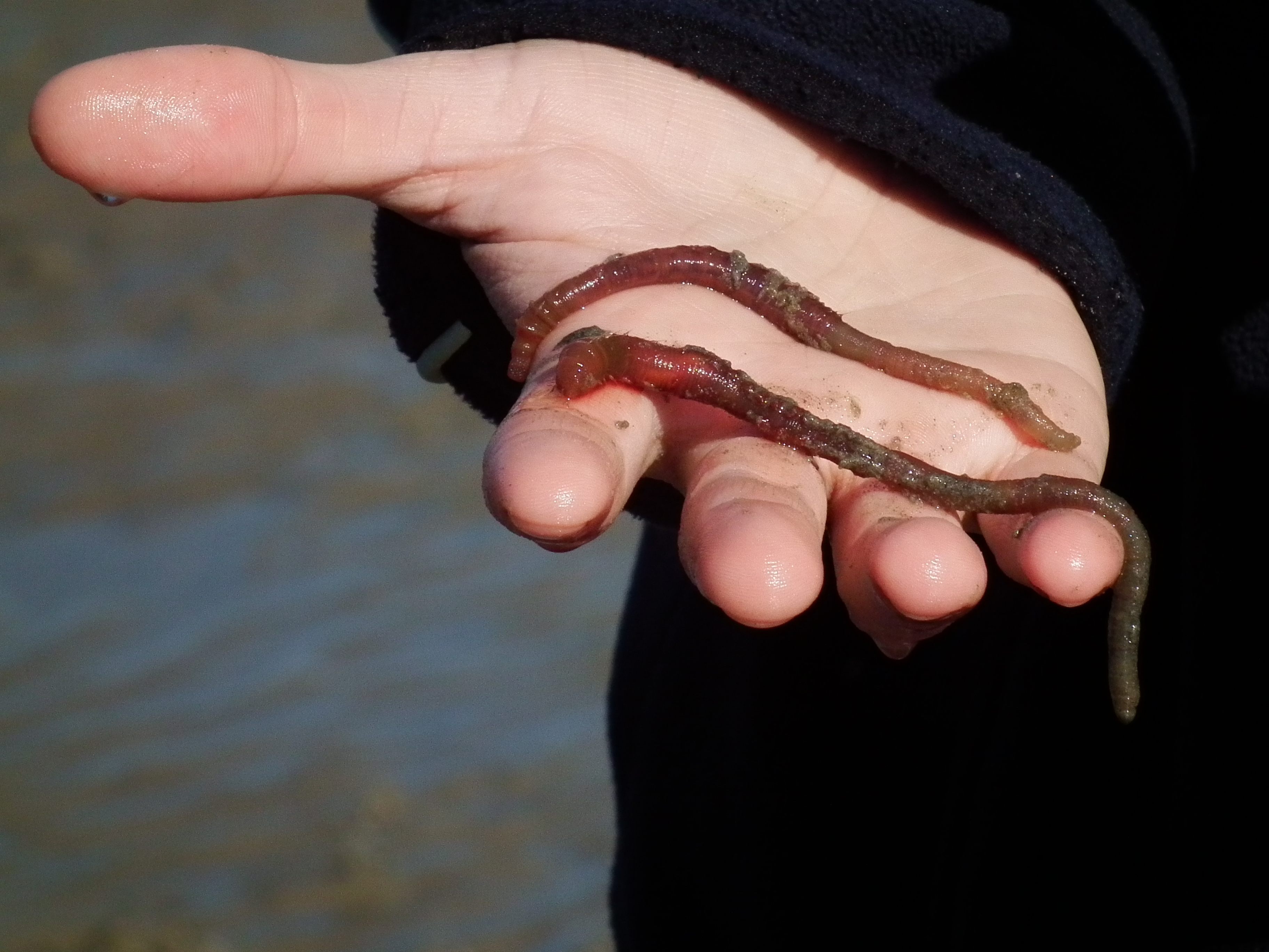 Would You Kindly Spy on the Sex Life of the Humble Lugworm? - Atlas Obscura