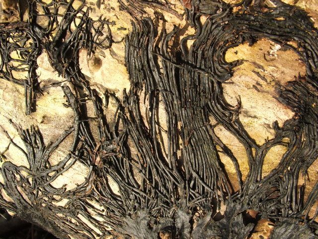 The rhizomorphs that make up much of a fungus's mass.