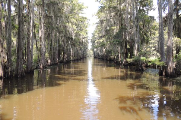 The waters of the bayou.