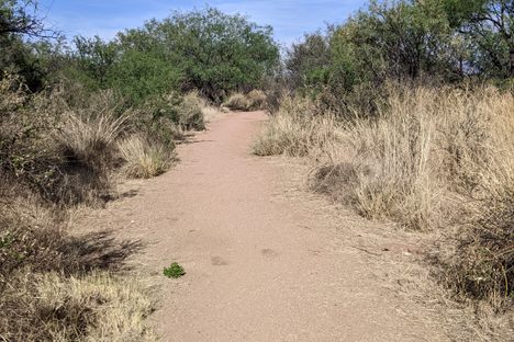 Murray Springs Clovis Site