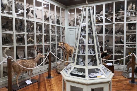 Museo Civico "Craveri" di Storia Naturale.
