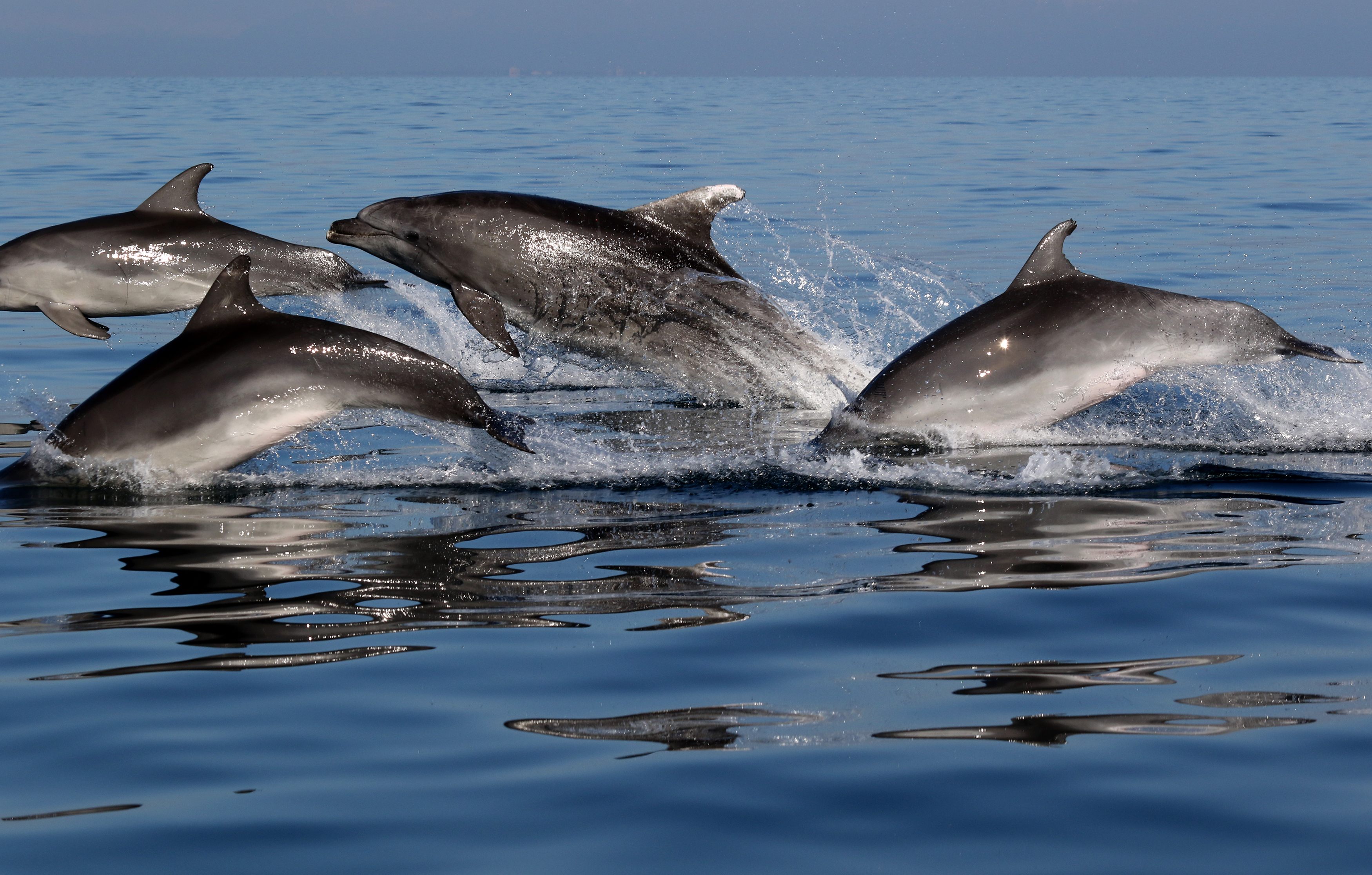 WHY DO DOLPHINS FOLLOW BOATS