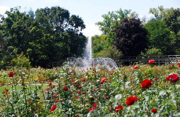 Ohio Roses Rose Garden Park Columbus Ohio | Fasci Garden