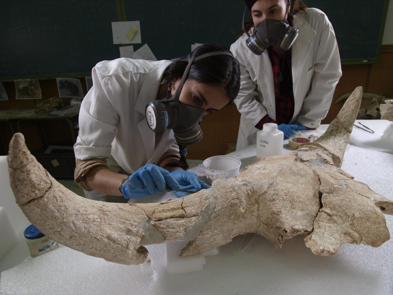 Researchers found the remains of the frontal skulls of 35 large game animals in Des-Cubierta cave near Madrid, Spain.