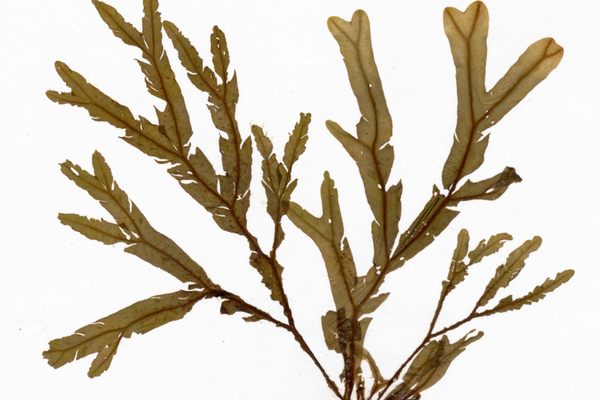 <em>Dictyopteris membranacea</em>, collected July 1982 