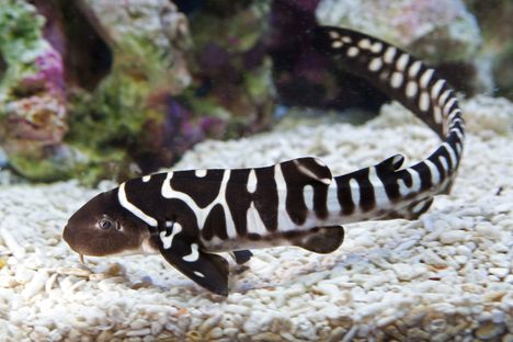 The Miracle of the Shark 'Virgin Birth'