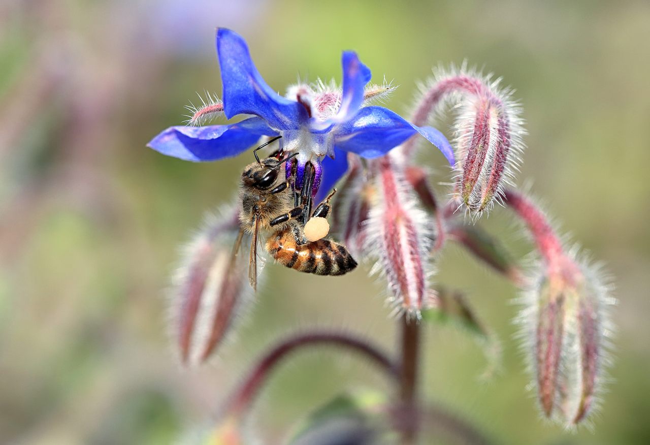 Borage flowers are beloved by bees.