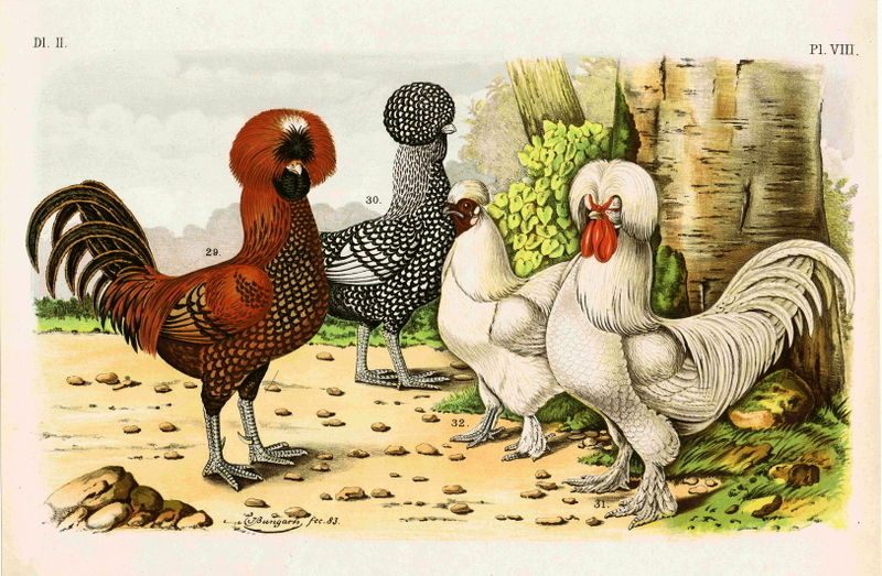 Oh, the chickens of yore!