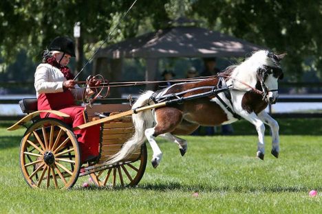 Horse personalities have to be factored in, as well.