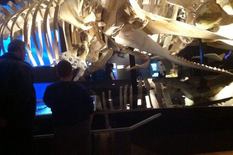 How Did the Whale Get That Tail? The AMNH Takes You Back to Its Aquatic Ancestry