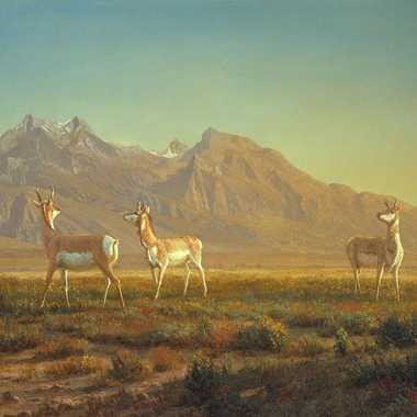 Prong-Horned Antelope, oil on canvas, circa 1865